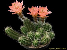 Echinocereus salm-dyckianus v. obscuriensis 1581